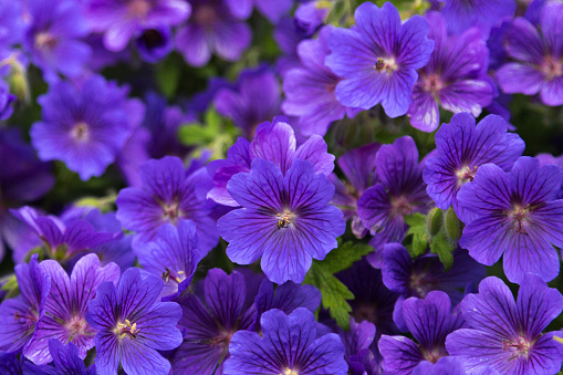 Spring planting with a lot of blue-violet horned pansy (Viola cornuta) in a flower bed in the garden, copy space, selected focus, narrow depth of field