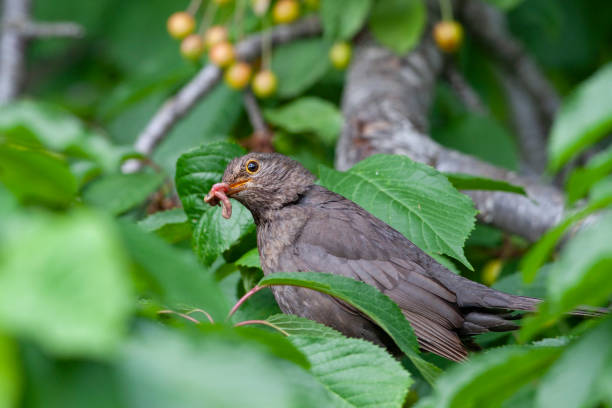istock Common Blackbird (Turdus merula) bird in the natural habitat. 1226731261