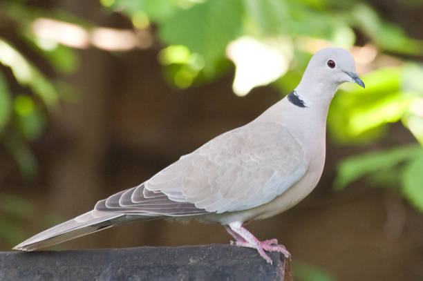 istock peaceful dove perched on bird house 1226731422