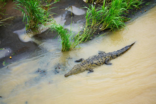 istock Huge crocodile in Tarcoles River in Costa Rica 1226732227