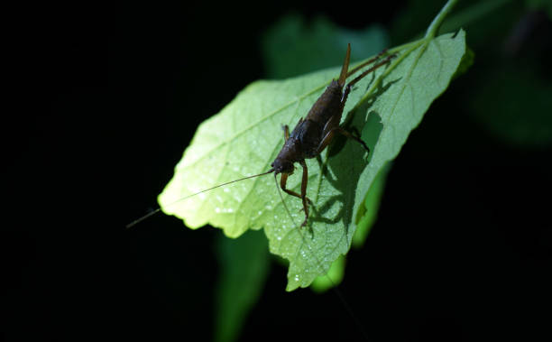 istock Cricket insect at night on a leaf 1226732495