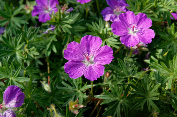 istock Geranium sanguineum bloody geranium 1226732544