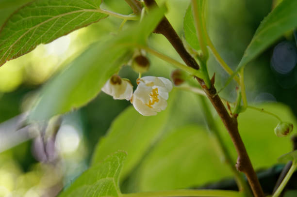Actinidia arguta the hardy kiwi flower