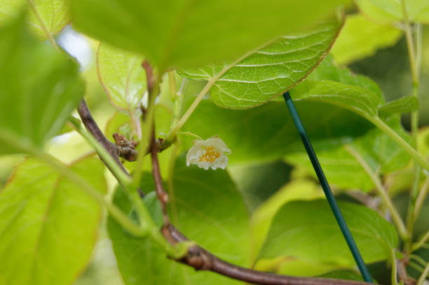 istock Actinidia arguta the hardy kiwi flower 1226732720