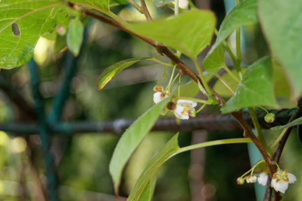 istock Actinidia arguta the hardy kiwi flower 1226732733