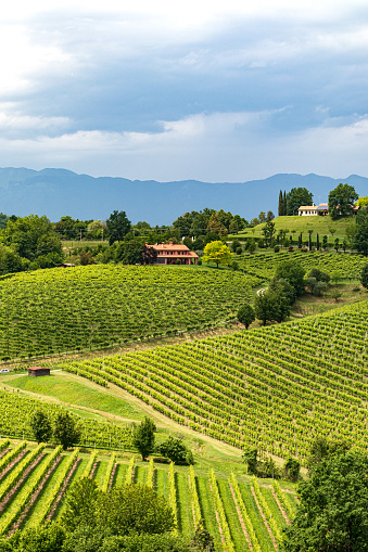 Susegana, Italy - May 19, 2020:View of the prosecco vineyards in the famous hills around Conegliano Veneto in the territory recognized as a World Heritage Site, in spring.