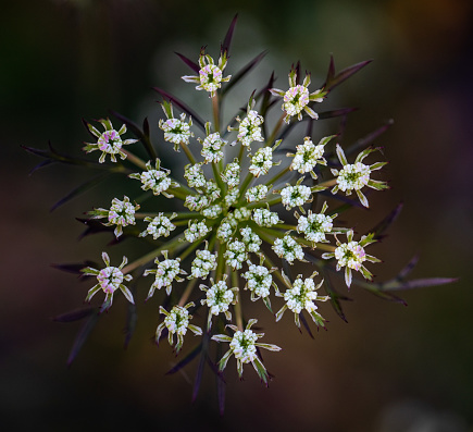 Picture of a summer delight flower - Ligusticum Scoticum