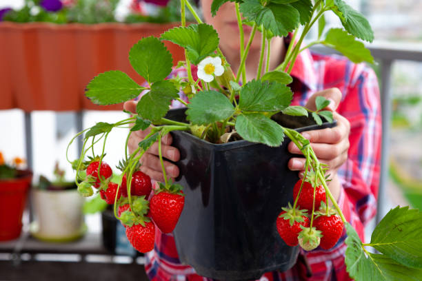 Grow strawberries at home on the balcony in pots. Strawberry bush with berries to hold in hands. Gardening, farming. Harvest strawberries. Leaves, fruits and flowers of a berry stock photo