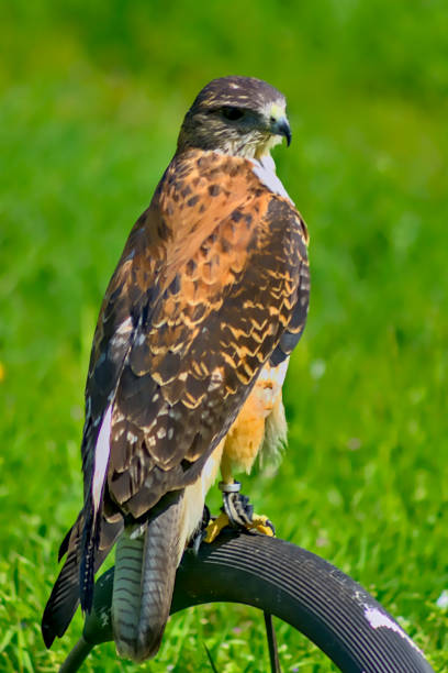 istock A hawk is posing. The head is turned to the right. 1226734813