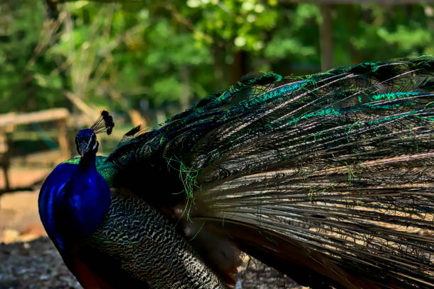 istock A male peacock shows its impressive plumage. 1226734884