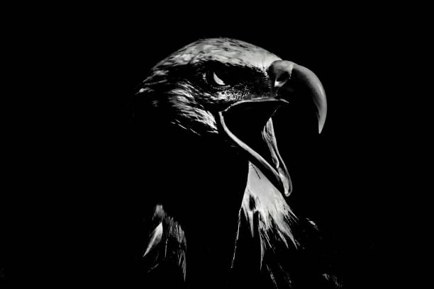 The head of a bald eagle in black and white with high contrast. stock photo