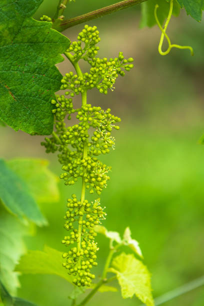 istock Young cluster of prosecco grapes 1226734971