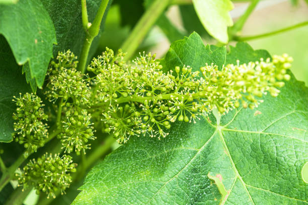 istock Young cluster of prosecco grapes 1226734972