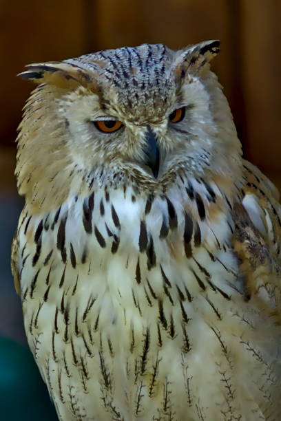 istock Close up of a snowy owl. 1226734980