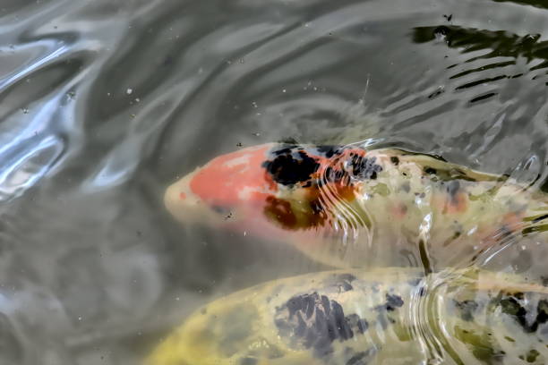 istock Two koi carps in a lake. 1226734989