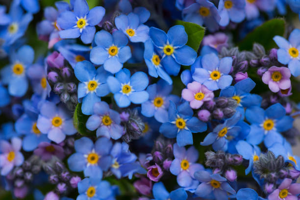 istock Blue forget-me-nots (Myosotis) close-up, macro. Like background texture 1226735202