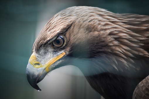 A closeup shot of a golden eagle staring into the distance