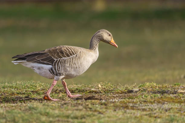 istock Image of white and brown goose walking on the grass 1226737502