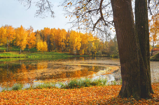 istock Beautiful autumn nature landscape in park 1226737663
