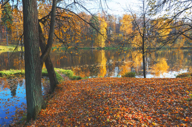 Land covered by red and orange foliage