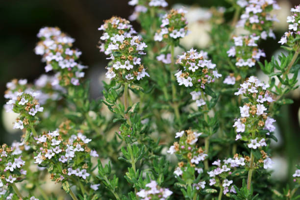 istock Thymus- Small flowers of herbaceous thyme plant 1226737942