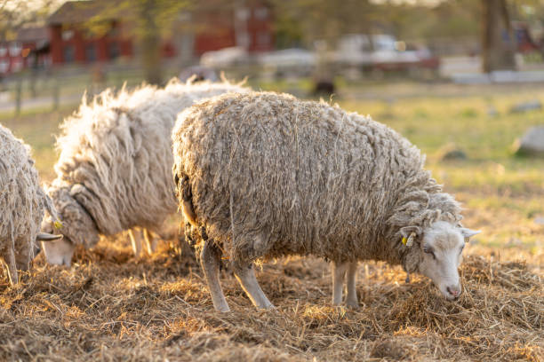istock Image of sheep on the coutry side farm during sunset 1226738332