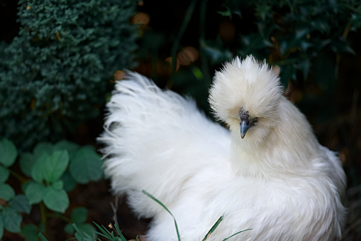 a pure bred silkie chicken amongst foliage in the shade