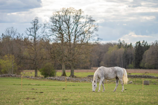 istock Image of young horse on the field 1226738904