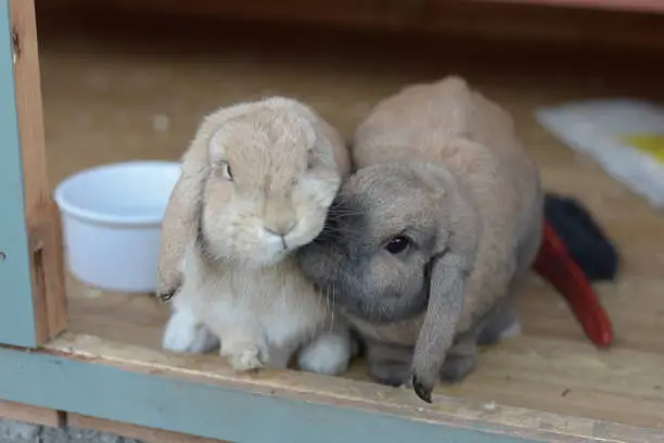 Netherlands dwarf lops pet rabbits give a nudge together, in a comforting and caring way as companions