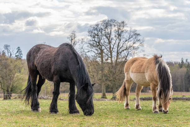 istock Image of young horse on the field 1226740248