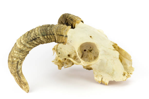 istock Sheep skull with curved horns on white background 1226740897
