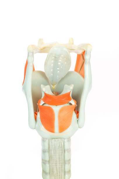 istock Artificial human larynx or voive box with vocal cords 1226740907