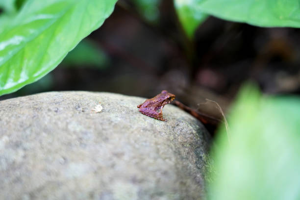Little frog from the jungle on a rock