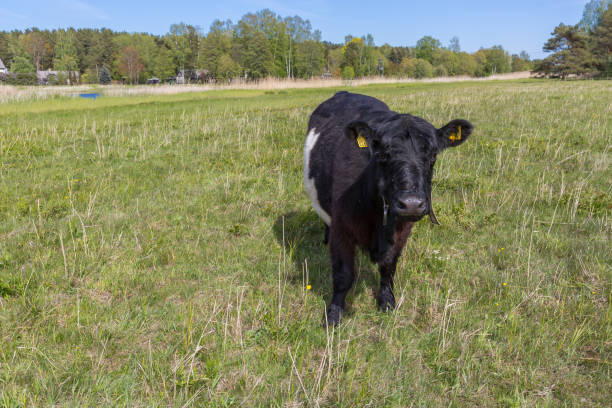 City Bolderaja, Latvia. Scottish longhaired cows graze in a meadow.23.05.2020