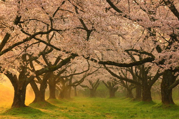 istock Row of cherry blossoms in spring 1226742267