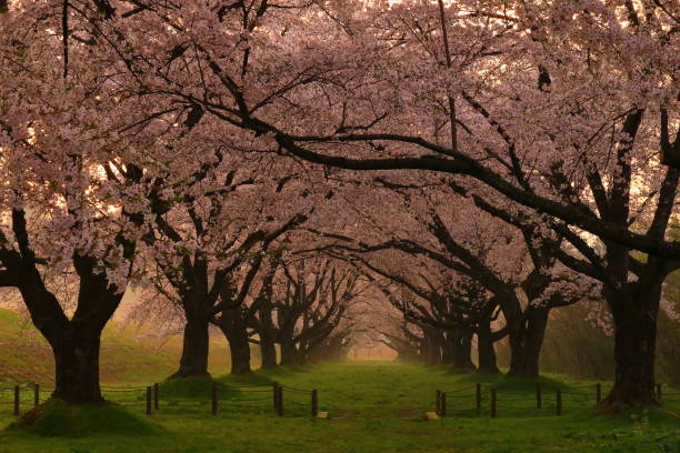 istock Row of cherry blossoms in spring 1226742273