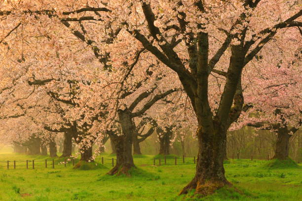 istock Row of cherry blossoms in spring 1226742297