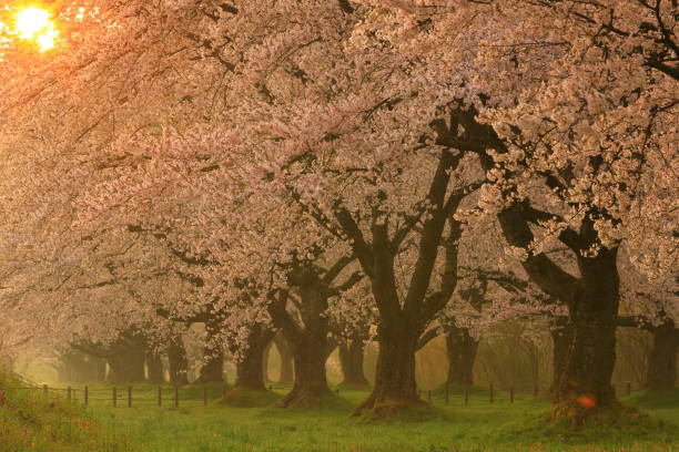 istock Row of cherry blossoms in spring 1226742304