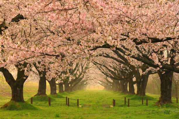 istock Row of cherry blossoms in spring 1226742327