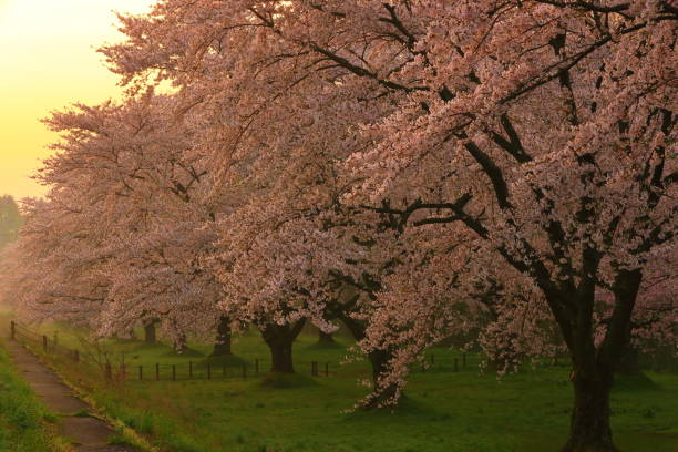 istock Row of cherry blossoms in spring 1226742329