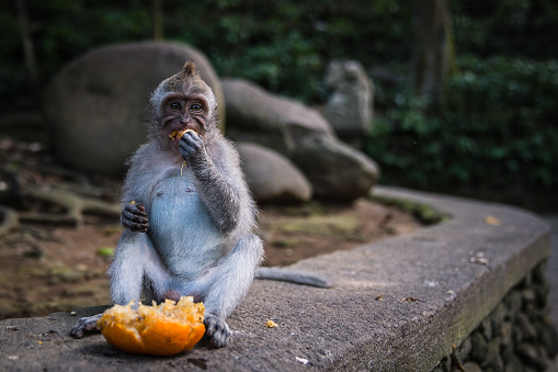 A long tailed grey monkey sitting on the wall and eating a fresh orange, UBUD MONKEY FOREST, BALI, INDONESIA