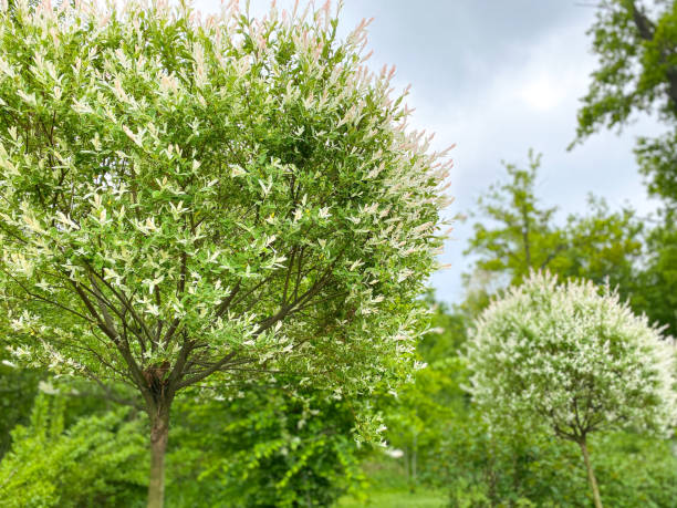 istock Trees and shrubs with white flowers in a spring garden. Free space. 1226743463