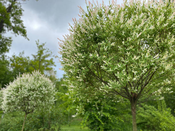 istock Trees and shrubs with white flowers in a spring garden. Free space. 1226743516