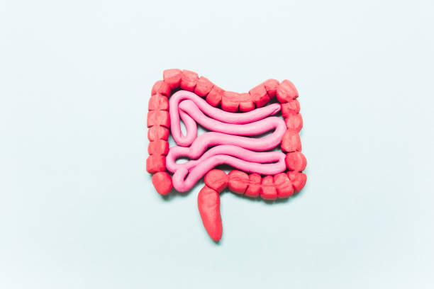 Intestine model on a blue background. Intestine model on a blue background. The concept of the treatment of stomach disease, microflora, diarrhea, constipation human intestine photos stock pictures, royalty-free photos & images