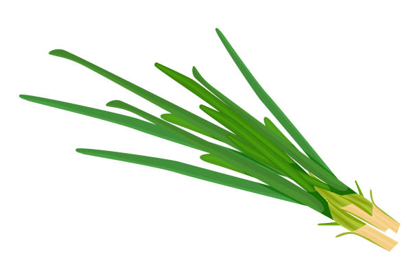 ilustrações, clipart, desenhos animados e ícones de cebola verde isolada no fundo branco. ícone de design simples de alho-poró cru. - chive onion spring onion garlic