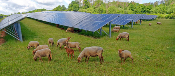 istock solar power station with sheep 1226744674