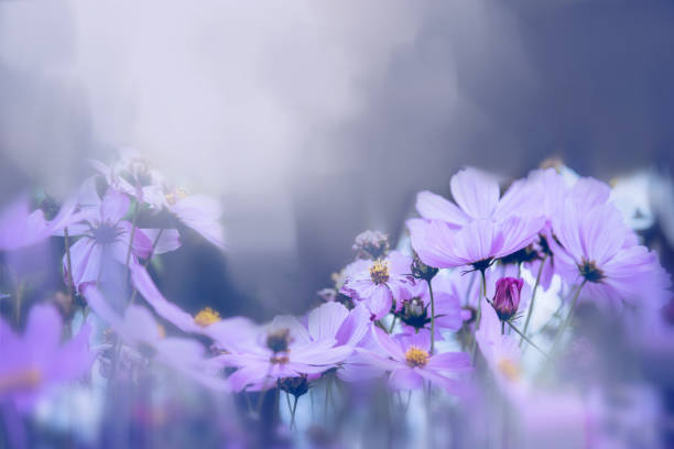 istock background nature Flower mexican aster. purple flowers. background blur. wallpaper Flower, Space for text. 1226744708