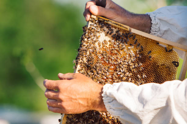 istock Honey bee frame from a hive with collony collapse disorder. 1226744728