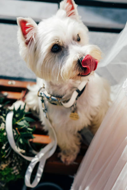 istock West hightland white terrier sitting on the bench outdoors looking attentive 1226745549