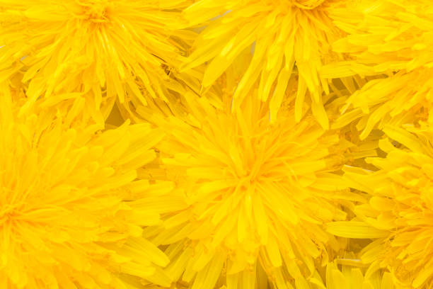 Macro Yellow Bloom Of a Hawkweed Flower